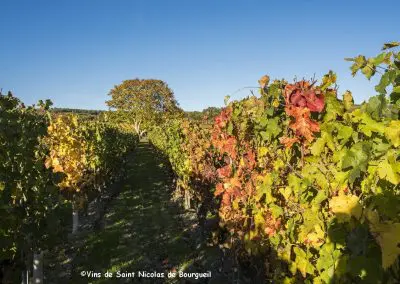vignoble Saint Nicolas de Bourgueil | Couleurs d'automne du vignoble 