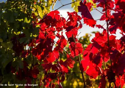 vignoble Saint Nicolas de Bourgueil | Feuillage d'automne dans le vignoble