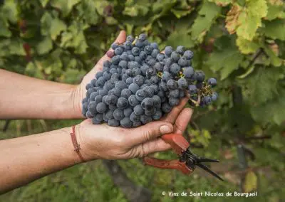 vignoble Saint Nicolas de Bourgueil | Grappe de Raisin Vendanges Manuelles 2016 
