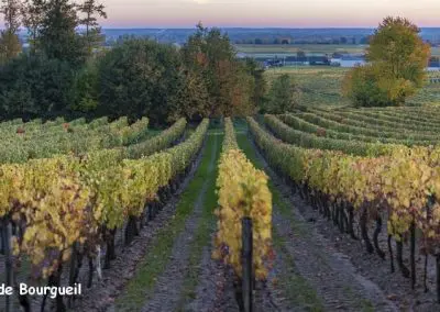 vignoble Saint Nicolas de Bourgueil | Panorama aux couleurs d'automne