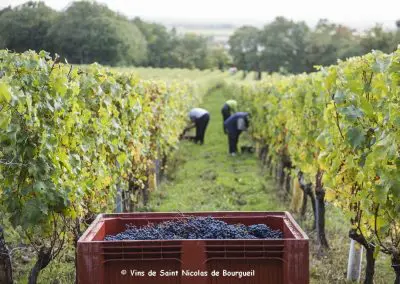 vignoble Saint Nicolas de Bourgueil |Vendanges Manuelles en lisière de forêt