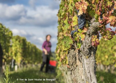 Vignobles de saint Nicolas-de-Bourgueil | Vendanges à la main