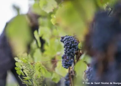 vignoble Saint Nicolas de Bourgueil | grappe de septembre