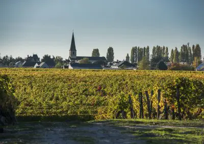 vignoble Saint Nicolas de Bourgueil | paysage d automne 