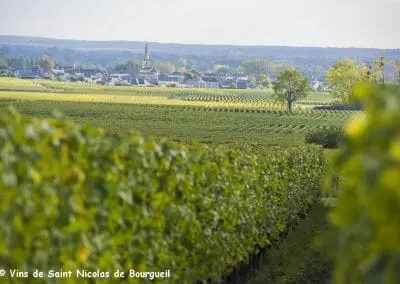 vignoble Saint Nicolas de Bourgueil | Vignobles juin 2016