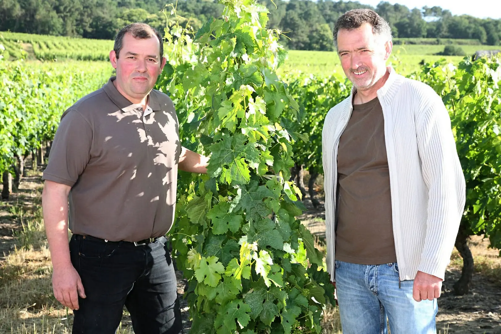 Domaine Les Pins Christophe et Philippe PITAULT dans les vignes