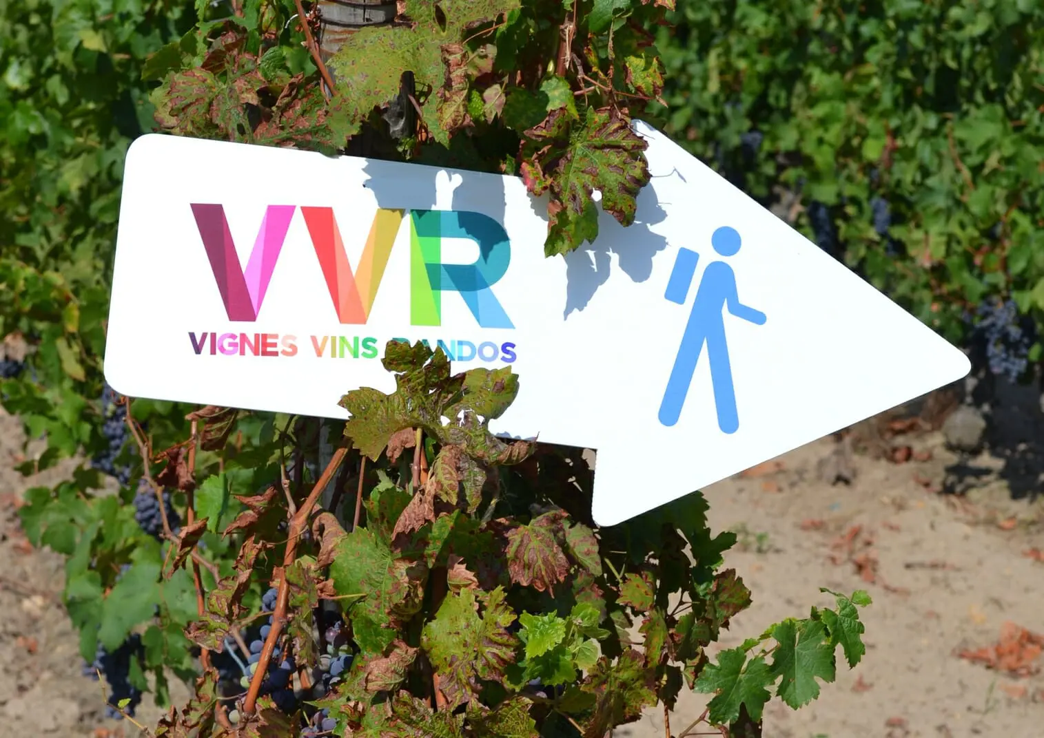 Vignes Vins Randos sous le signe du Graff à Saint Nicolas de Bourgueil